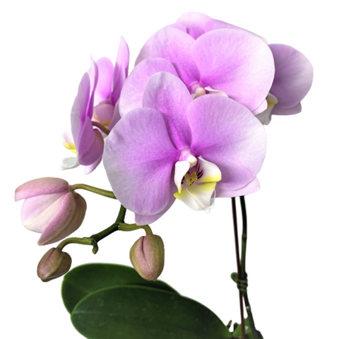 Phalaenopsis Orchid - Standard (Single Spike)