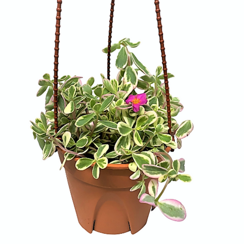 Portulaca Oleracea Variegata (Japanese Rose)