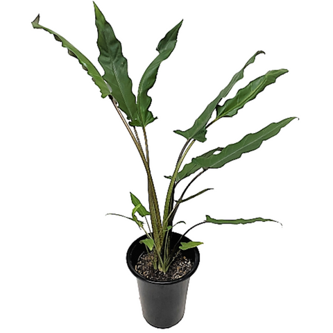 Alocasia Lauterbachiana