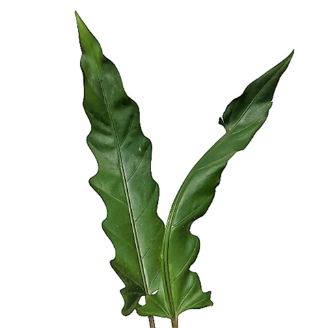 Alocasia Lauterbachiana