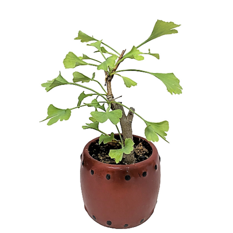 Gingko Biloba