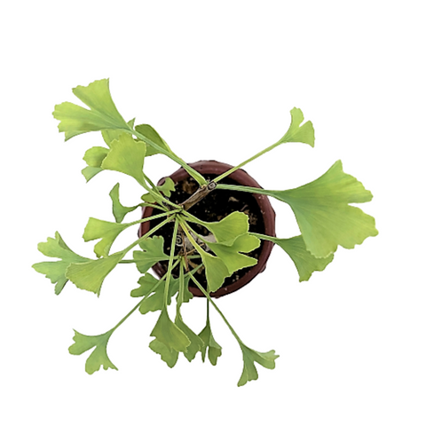 Gingko Biloba