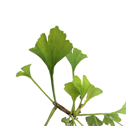 Gingko Biloba