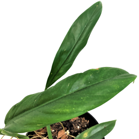 Philodendron Barrosoanum Gigantenum