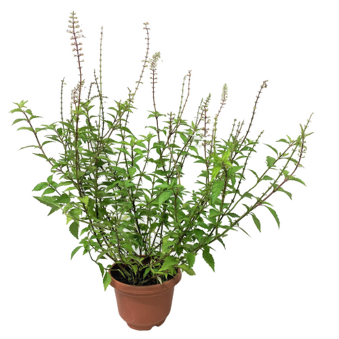 Cat's Whiskers 貓鬚草 (Orthosiphon Aristatus - Misai Kucing)