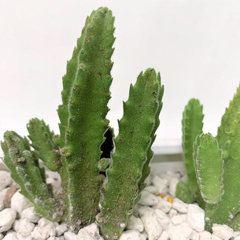 Mini Cactus in a White Rectangular Pot