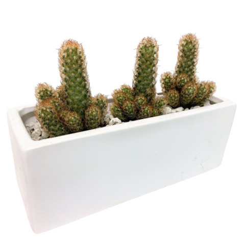 Mini Cactus in a White Rectangular Pot