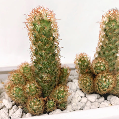 Mini Cactus in a White Rectangular Pot