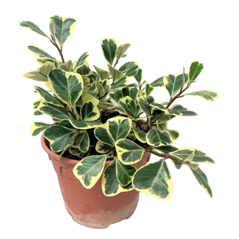 Ficus Triangularis Variegata