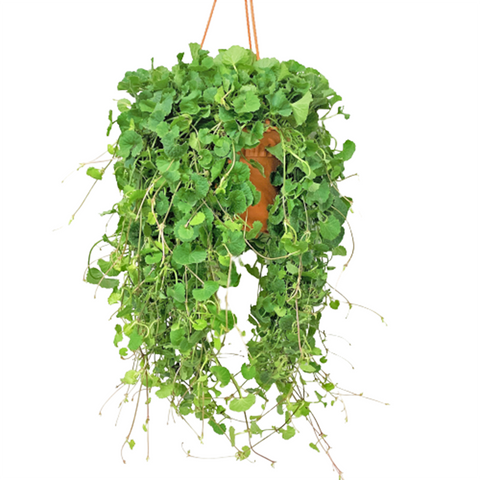 Centella Asiatica