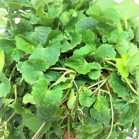 Centella Asiatica