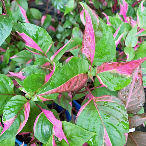 Alternanthera Ficoidea 'Partytime'
