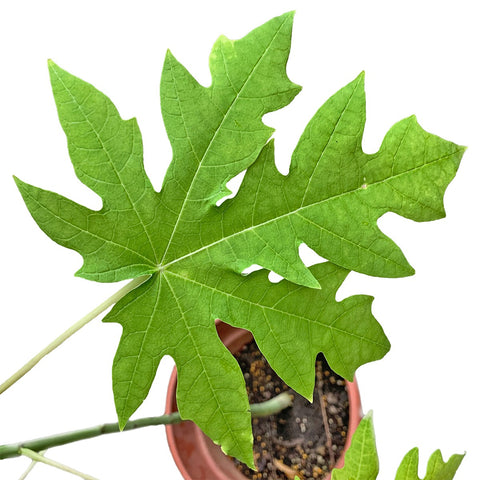 Papaya (Carica Papaya)