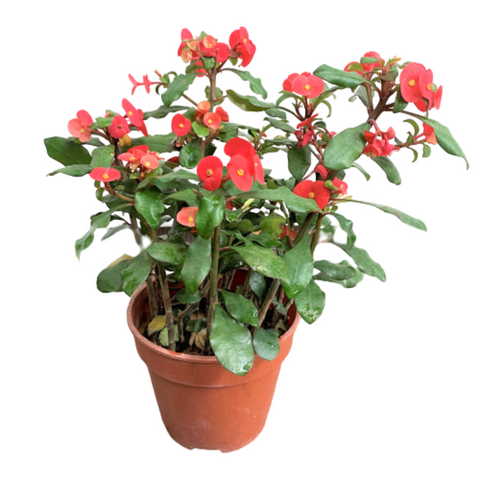 Euphorbia Milii
