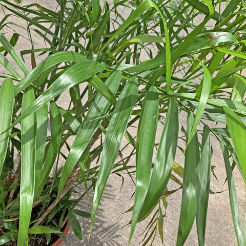 Bamboo Palm (Chamaedorea Seifrizii)