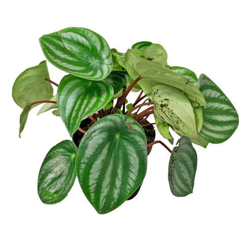 Peperomia Argyreia - Holland (Peperomia Watermelon)