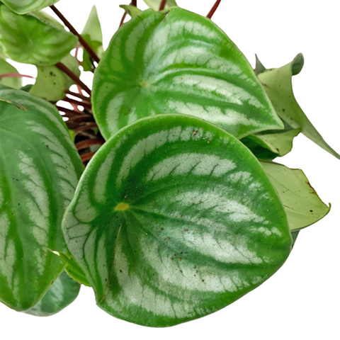 Peperomia Argyreia - Holland (Peperomia Watermelon)