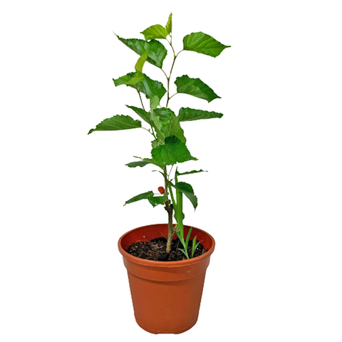 Mulberry (Morus)