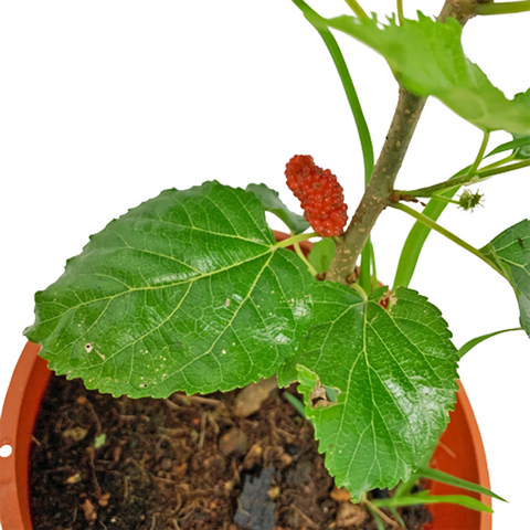 Mulberry (Morus)