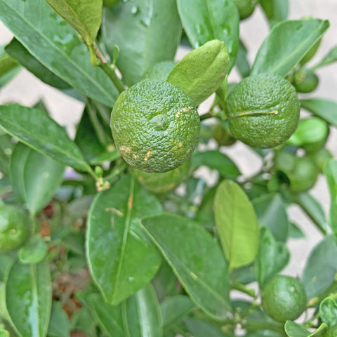 Calamansi Lime (Citrofortunella microcarpa)