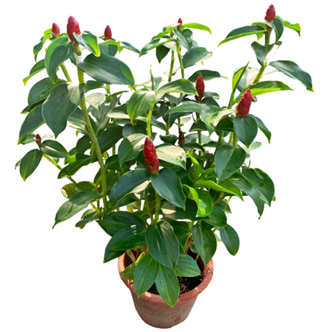 Costus Woodsonii