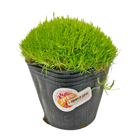 Irish Moss - Light Green (Japan)