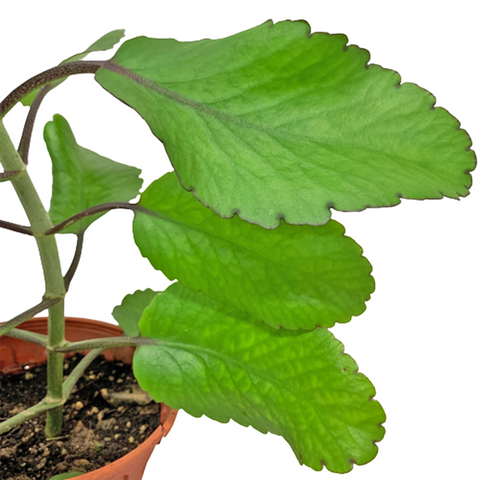 Alchetron Bryophyllum