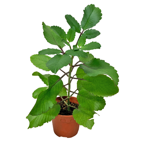 Alchetron Bryophyllum