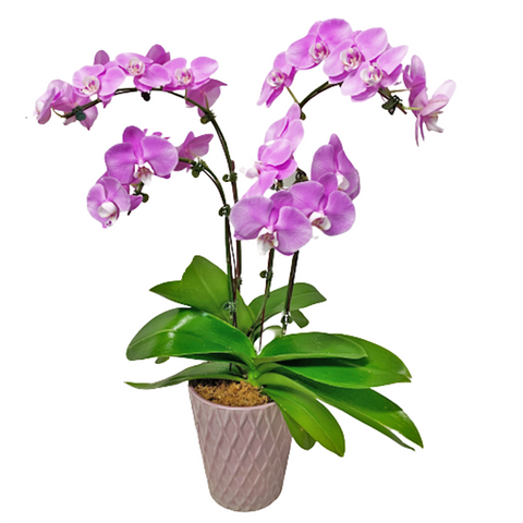 Phalaenopsis Orchid In Pink Designed Pot