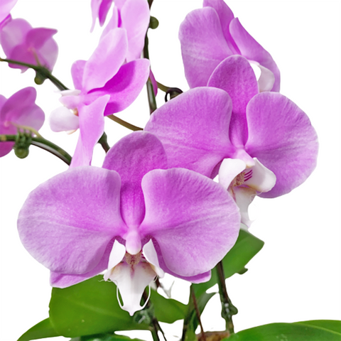 Phalaenopsis Orchid In Pink Designed Pot