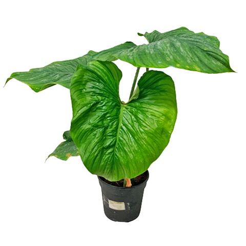 Philodendron Mamei
