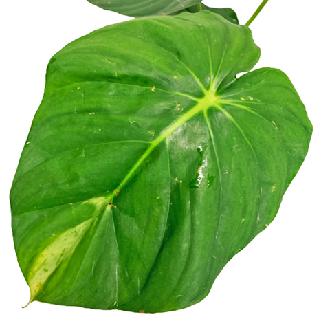 Pastazanum