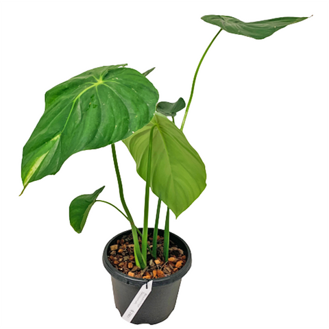 Pastazanum