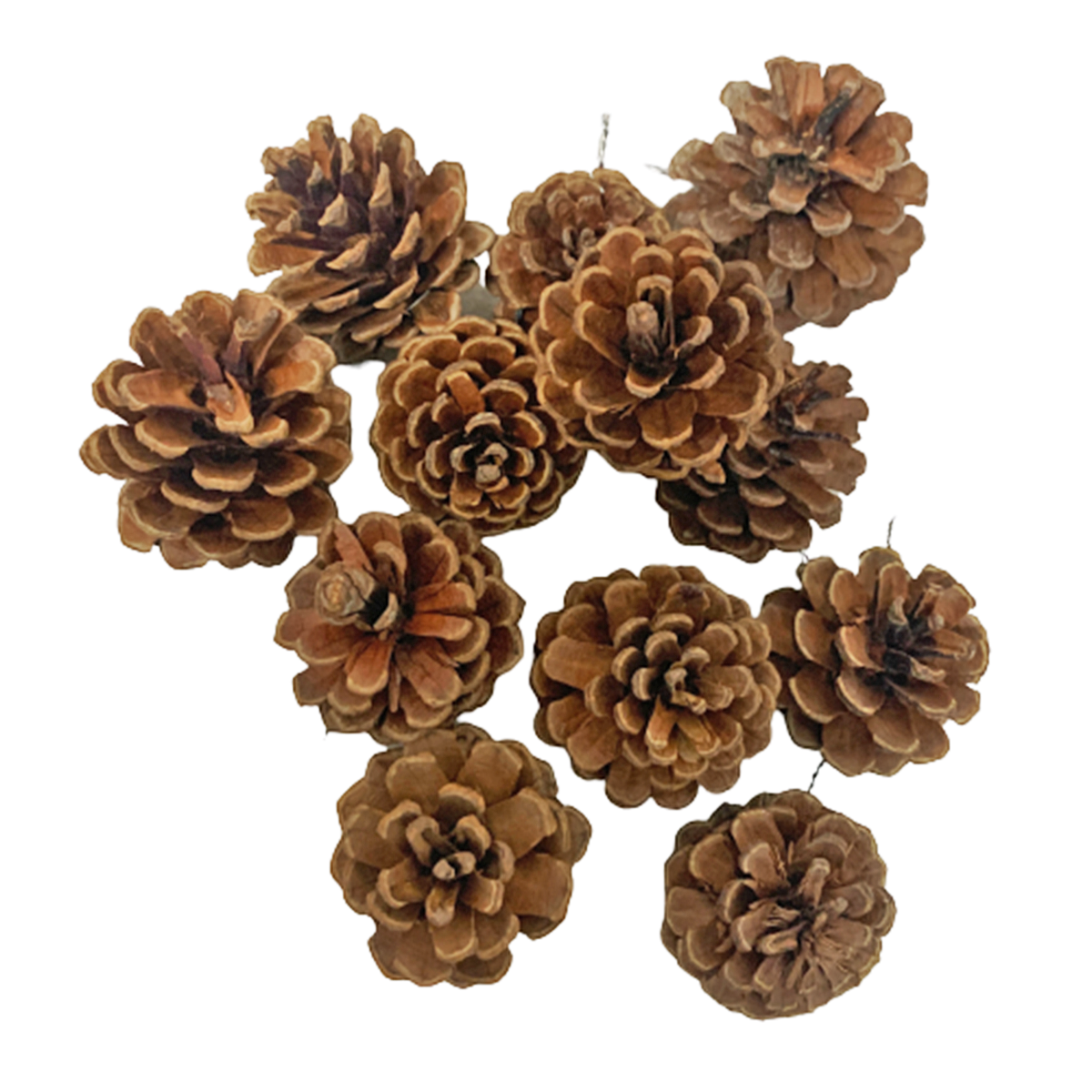 Natural Pine Cones Candy Floriculture