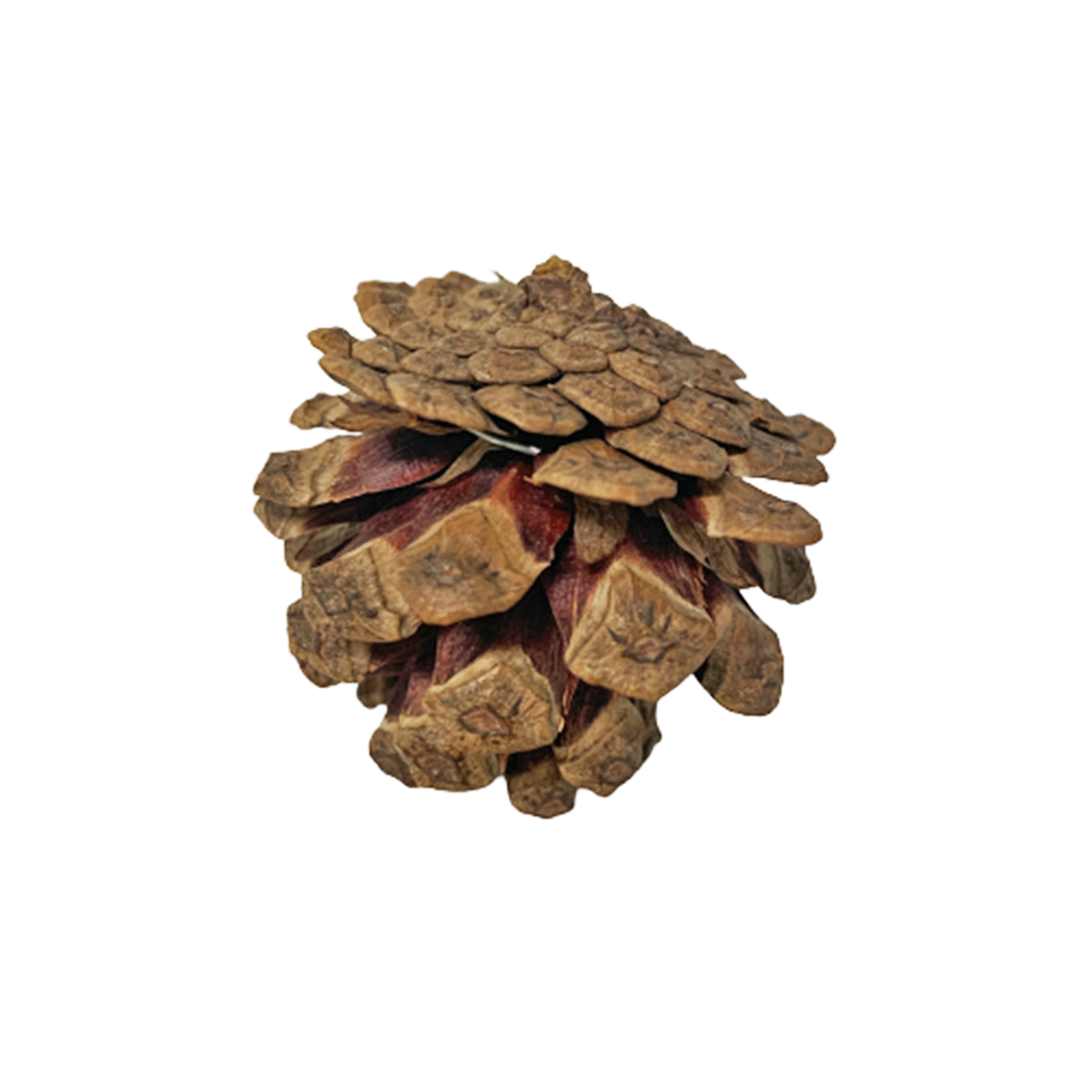 Natural Pine Cones Candy Floriculture