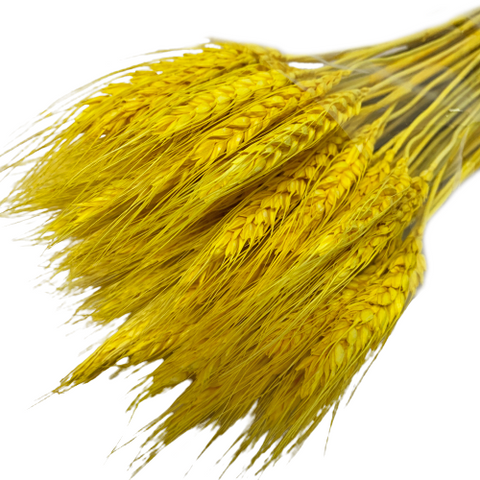 Preserved Wheat Stalks (2440)