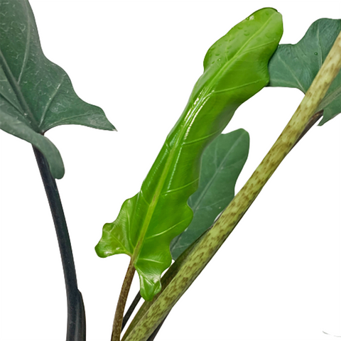 Alocasia Lauterbachiana