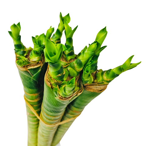 Lotus Bamboo 富貴竹 (Dracaena Compacta)