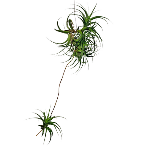 Tillandsia flexuosa (Air Plant)