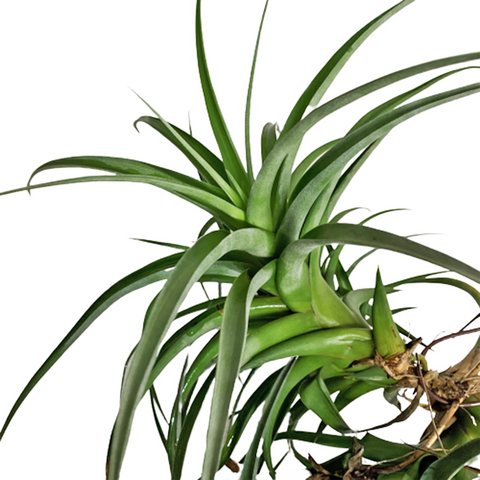 Tillandsia flexuosa (Air Plant)