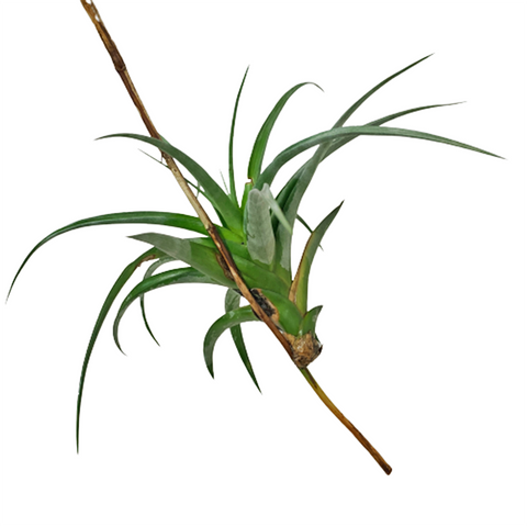 Tillandsia flexuosa (Air Plant)