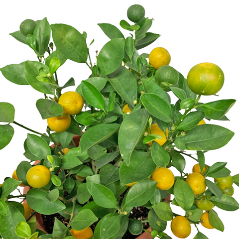 Calamansi Lime (Citrofortunella microcarpa)