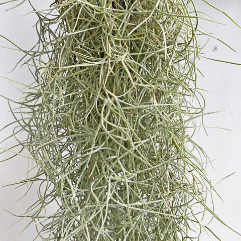 Tillandsia Usneoides (Spanish Moss)