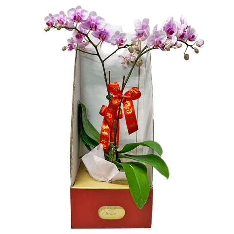 CNY Phalaenopsis Orchid Gift Set B 事业有成