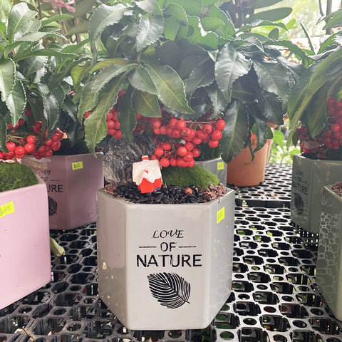 Coral Berry with Love of Nature Pot 朱砂根 (Ardisia Crenata)