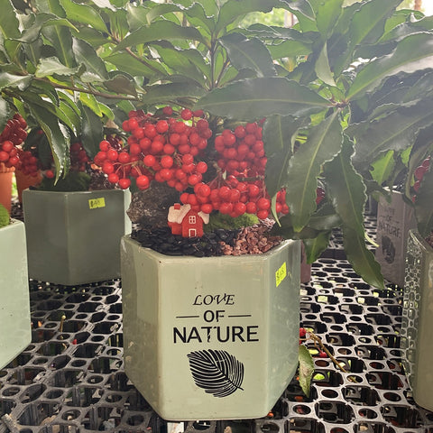 Coral Berry with Love of Nature Pot 朱砂根 (Ardisia Crenata)