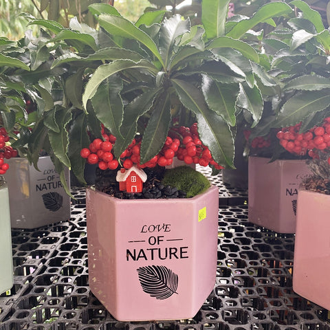 Coral Berry with Love of Nature Pot 朱砂根 (Ardisia Crenata)