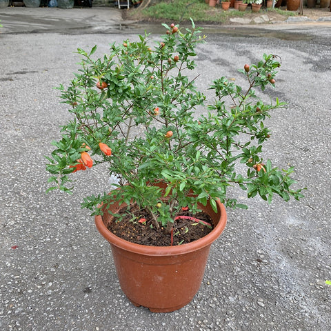 Pomegranate (Punica granatum)