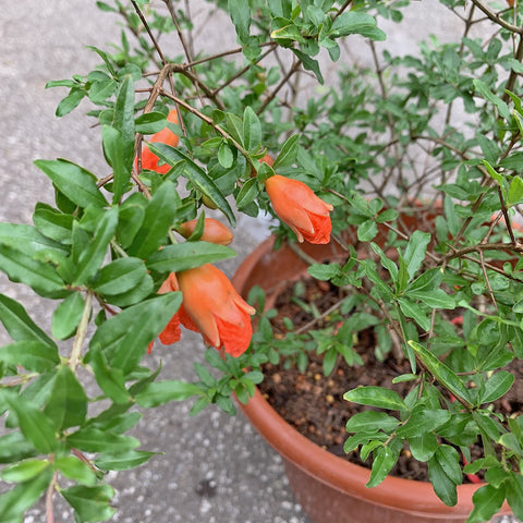 Pomegranate (Punica granatum)
