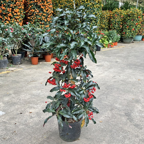 Coral Berry 朱砂根 (Ardisia Crenata)